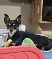 Zeppelin , a male Chihuahua and Miniature Pinscher for sale in Greer, SC – 3 of 3