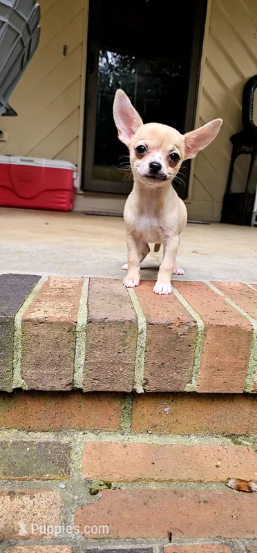Faye – Chihuahua puppy for sale in Greer, SC