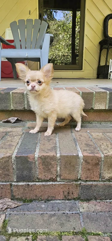 Baby Jane – Chihuahua puppy for sale in Greer, SC