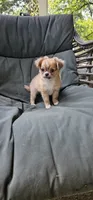 Jacks, a male Chihuahua for sale in Greer, SC – 2 of 6