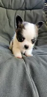 Remy, a female Chihuahua for sale in Greer, SC – 4 of 6
