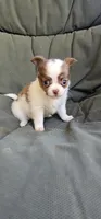 Ariel, a female Chihuahua for sale in Greer, SC – 2 of 5