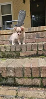 Mando, a male Chihuahua for sale in Greer, SC – 5 of 10