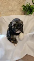 Willow, a female Shih Tzu and Poodle - Toy  for sale in Griffin, GA – 4 of 9