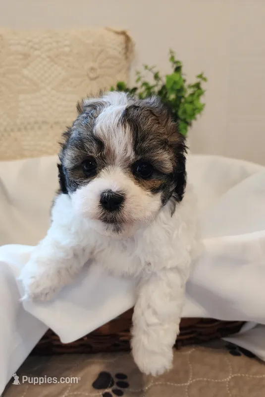 April – Shih Tzu, Poodle - Toy  puppy for sale in Griffin, GA