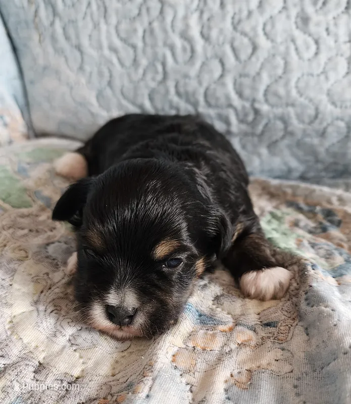 Female #2 – Havanese, Poodle - Toy  puppy for sale in Griffin, GA