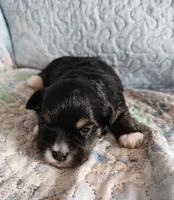 Female #2, a female Havanese and Poodle - Toy  for sale in Griffin, GA – 1 of 9