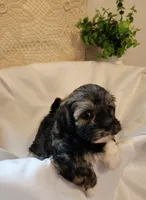 Willow, a female Shih Tzu and Poodle - Toy  for sale in Griffin, GA – 7 of 9