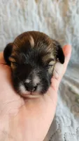 Female #1, a female Havanese and Poodle - Toy  for sale in Griffin, GA – 2 of 10