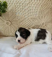 April, a female Shih Tzu and Poodle - Toy  for sale in Griffin, GA – 4 of 9
