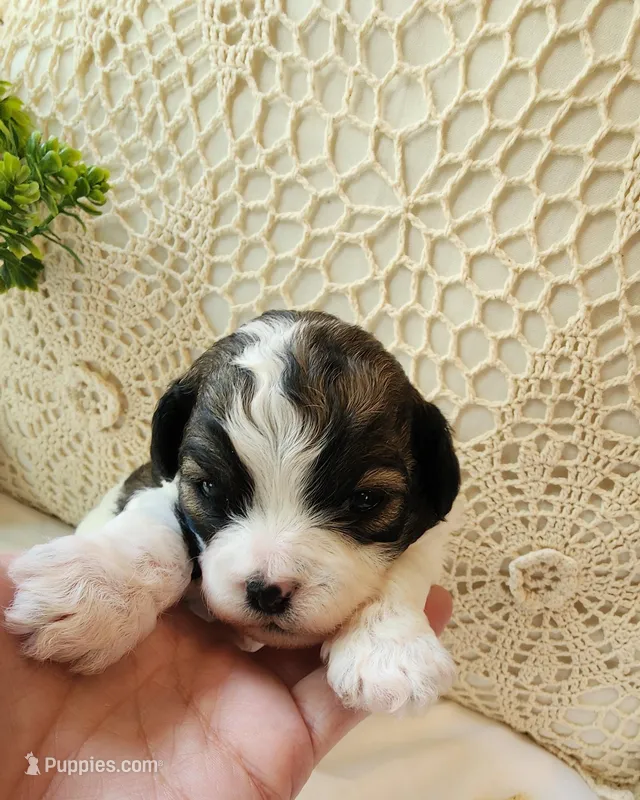 April – Shih Tzu, Poodle - Toy  puppy for sale in Griffin, GA