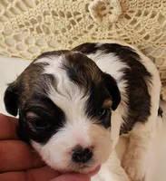 April, a female Shih Tzu and Poodle - Toy  for sale in Griffin, GA – 5 of 9