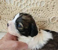 April, a female Shih Tzu and Poodle - Toy  for sale in Griffin, GA – 6 of 9