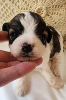 April, a female Shih Tzu and Poodle - Toy  for sale in Griffin, GA – 7 of 9