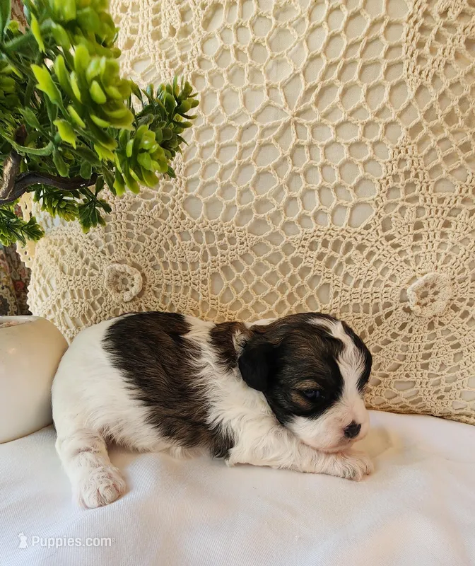April – Shih Tzu, Poodle - Toy  puppy for sale in Griffin, GA