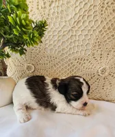 April, a female Shih Tzu and Poodle - Toy  for sale in Griffin, GA – 1 of 9