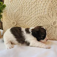 April, a female Shih Tzu and Poodle - Toy  for sale in Griffin, GA – 8 of 9