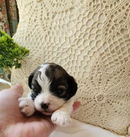 April, a female Shih Tzu and Poodle - Toy  for sale in Griffin, GA – 3 of 9