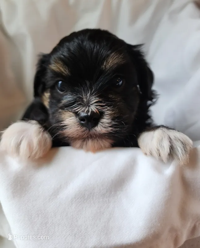 Ava – Havanese, Poodle - Toy  puppy for sale in Griffin, GA