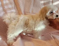 Pearl, a female Shih Tzu and Poodle - Toy  for sale in Griffin, GA – 6 of 7