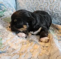 Female #2, a female Havanese and Poodle - Toy  for sale in Griffin, GA – 5 of 9