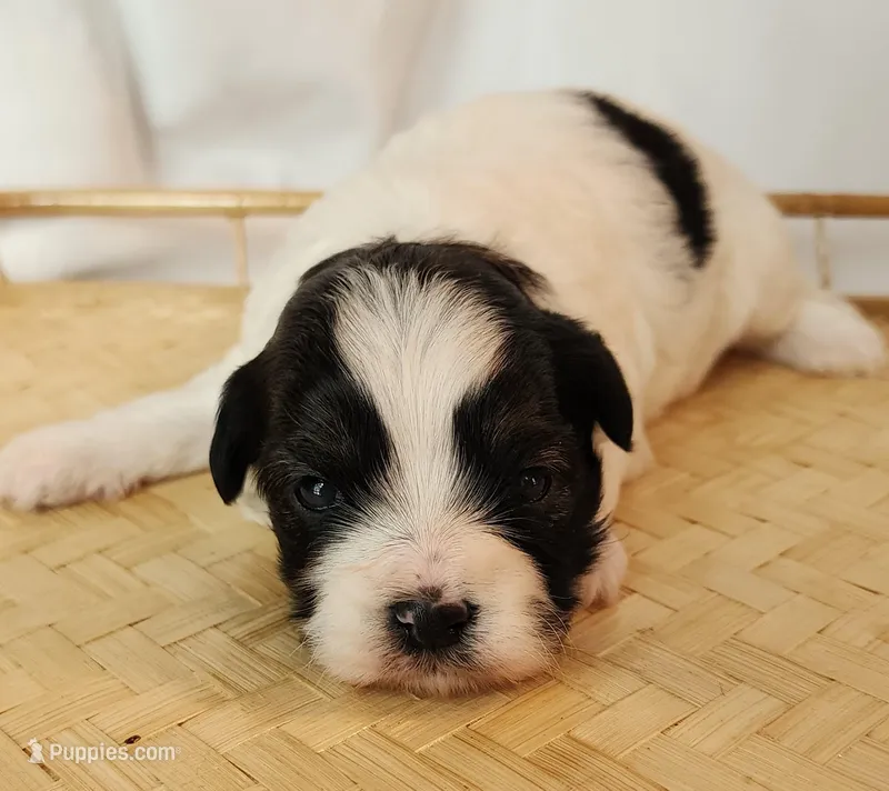 Lily – Shih Tzu, Poodle - Toy  puppy for sale in Griffin, GA