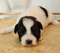 Lily, a female Shih Tzu and Poodle - Toy  for sale in Griffin, GA – 8 of 10