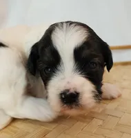 Lily, a female Shih Tzu and Poodle - Toy  for sale in Griffin, GA – 4 of 10