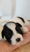 Lily, a female Shih Tzu and Poodle - Toy  for sale in Griffin, GA – 7 of 10