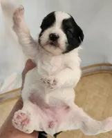 Lily, a female Shih Tzu and Poodle - Toy  for sale in Griffin, GA – 10 of 10