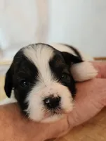 Lily, a female Shih Tzu and Poodle - Toy  for sale in Griffin, GA – 2 of 10