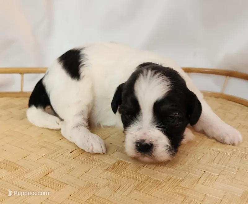 Lily – Shih Tzu, Poodle - Toy  puppy for sale in Griffin, GA