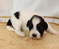 Lily, a female Shih Tzu and Poodle - Toy  for sale in Griffin, GA – 1 of 10