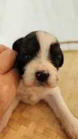 Lily, a female Shih Tzu and Poodle - Toy  for sale in Griffin, GA – 3 of 10