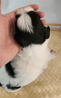 Lily, a female Shih Tzu and Poodle - Toy  for sale in Griffin, GA – 6 of 10
