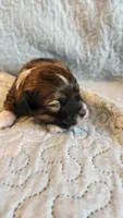 Female #1, a female Havanese and Poodle - Toy  for sale in Griffin, GA – 9 of 10