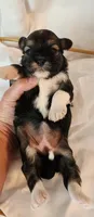 Willow, a female Shih Tzu and Poodle - Toy  for sale in Griffin, GA – 7 of 9