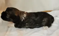 Willow, a female Shih Tzu and Poodle - Toy  for sale in Griffin, GA – 6 of 9