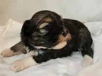 Willow, a female Shih Tzu and Poodle - Toy  for sale in Griffin, GA – 4 of 9