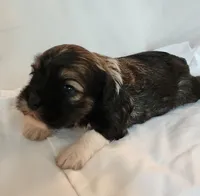 Willow, a female Shih Tzu and Poodle - Toy  for sale in Griffin, GA – 5 of 9