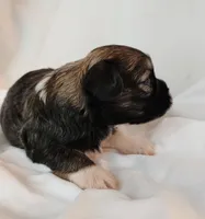Willow, a female Shih Tzu and Poodle - Toy  for sale in Griffin, GA – 3 of 9