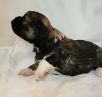 Willow, a female Shih Tzu and Poodle - Toy  for sale in Griffin, GA – 2 of 9