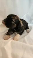 Willow, a female Shih Tzu and Poodle - Toy  for sale in Griffin, GA – 8 of 9