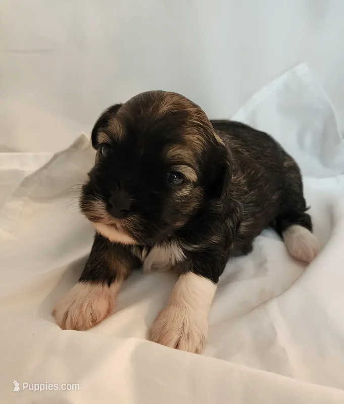 Willow – Shih Tzu, Poodle - Toy  puppy for sale in Griffin, GA