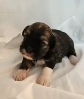 Willow, a female Shih Tzu and Poodle - Toy  for sale in Griffin, GA – 1 of 9
