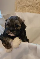 Willow, a female Shih Tzu and Poodle - Toy  for sale in Griffin, GA – 2 of 9
