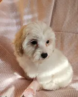 Pearl, a female Shih Tzu and Poodle - Toy  for sale in Griffin, GA – 7 of 7