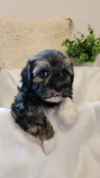 Willow, a female Shih Tzu and Poodle - Toy  for sale in Griffin, GA – 5 of 9