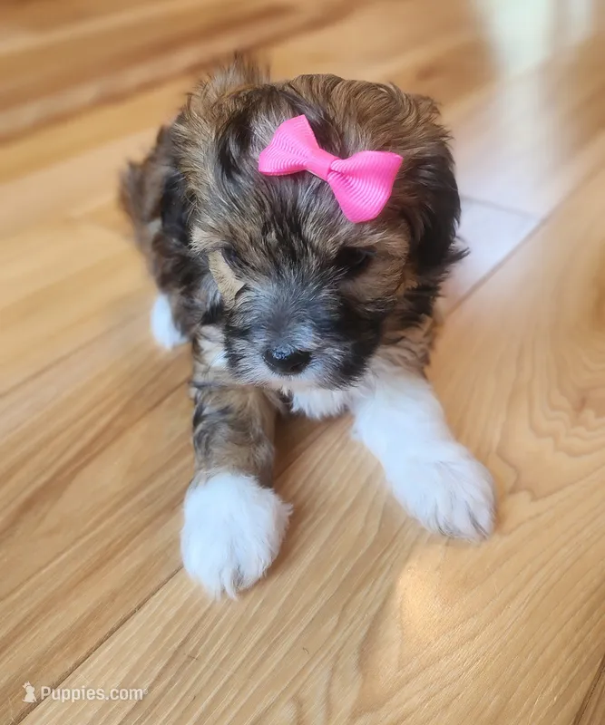 Misty – Havanese, Poodle - Toy  puppy for sale in Griffin, GA