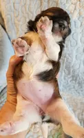 Female #1, a female Havanese and Poodle - Toy  for sale in Griffin, GA – 8 of 10